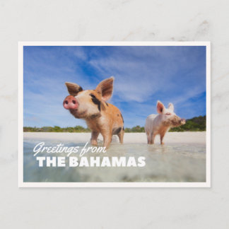 Cartão Postal Foto do Porco das Bahamas Exuma Cay Cumprimento Vi