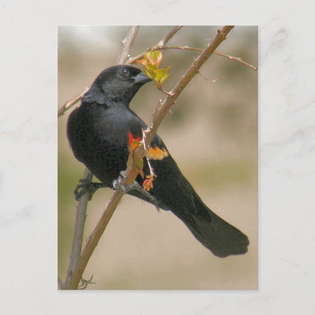 Cartão Postal Foto do Red Winged Blackbird (Frente)