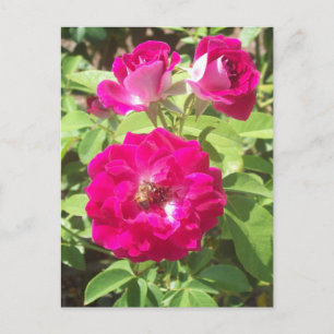 Cartão Postal Foto do Rosa vermelha