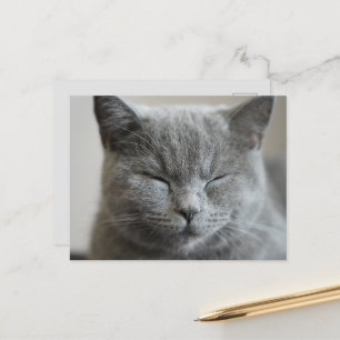 Cartão Postal Foto do rosto da Gatinho da Cinza de Cute Personal