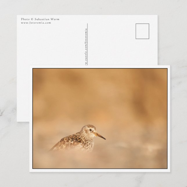 Cartão Postal Foto do Sandpiper Bird Nature (Frente/Verso)