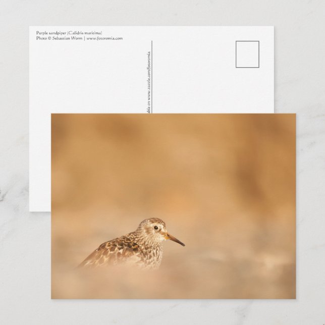 Cartão Postal Foto do Sandpiper Nature (Frente/Verso)