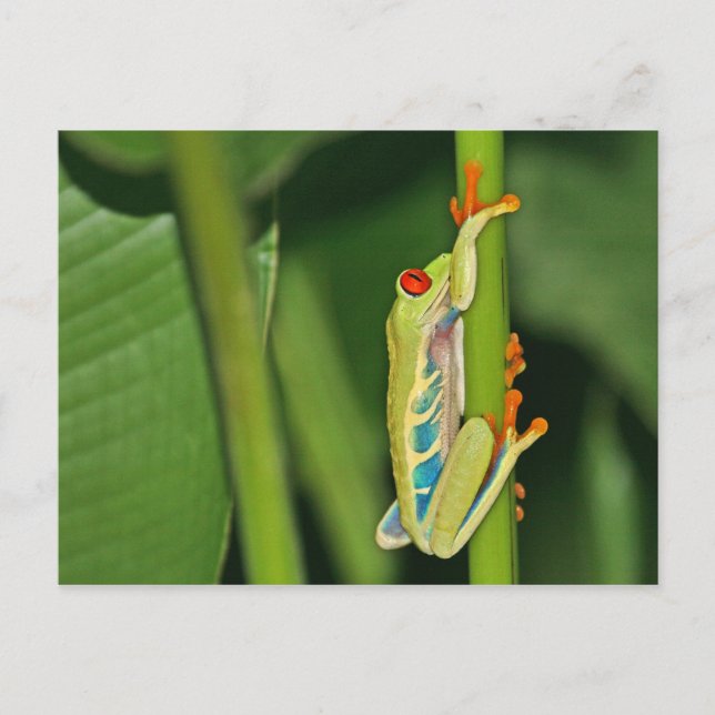 Cartão Postal Foto do Sapo de árvore (Frente)