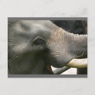 Cartão Postal Foto do Sorriso de Elefante na Tailândia