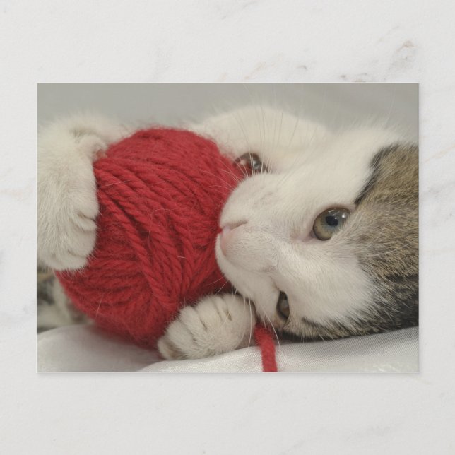 Cartão Postal Foto do Studio (Frente)