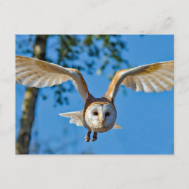 Cartão Postal Foto do Voo Barn Owl