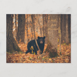 Cartão Postal Foto do Wisconsin Black Bear
