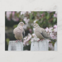 Foto dos Doves de luto