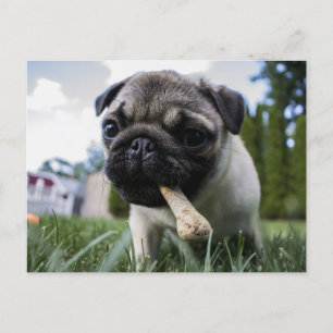 Cartão Postal Foto e nome personalizados do cão Pug