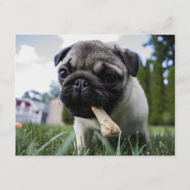 Cartão Postal Foto e nome personalizados do cão Pug (Frente)