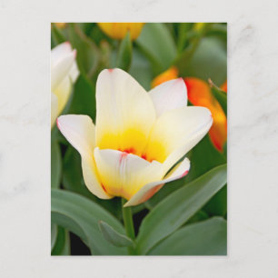 Cartão Postal Foto em Close-Up de Tulipa de Primavera
