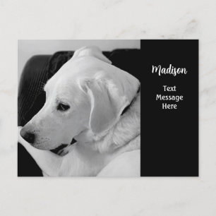 Cartão Postal Foto em Preto e Branco de Cachorro Branco Bonito