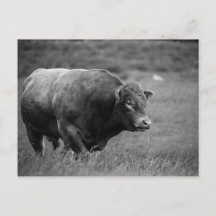 Cartão Postal Foto em Preto e Branco de um Touro