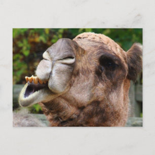 Cartão Postal Foto engraçada de camelo animal selvagem
