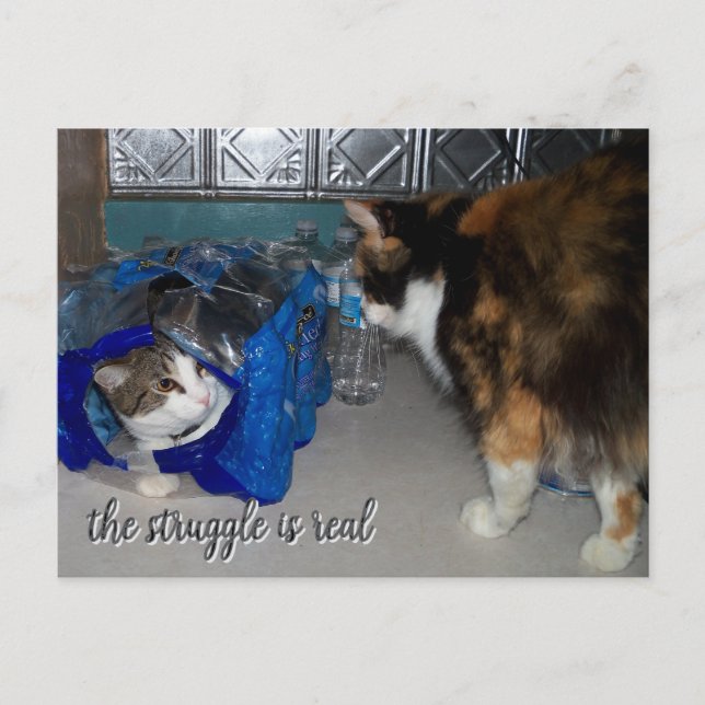 Cartão Postal Foto engraçada de dois gatos "uma verdadeira luta" (Frente)