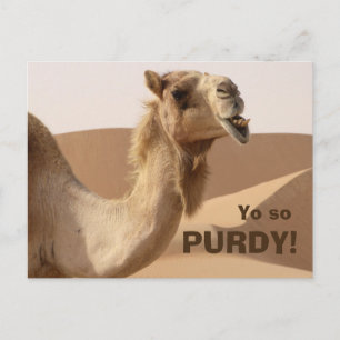 Cartão Postal Foto Engraçada Purdy Camel