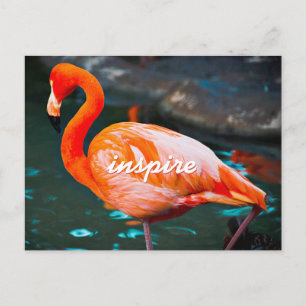 Cartão Postal Foto Flamingo, cor-de-rosa na moda, inspira script