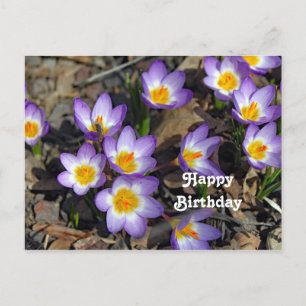 Cartão Postal Foto Floral bonito de Crocus Purple