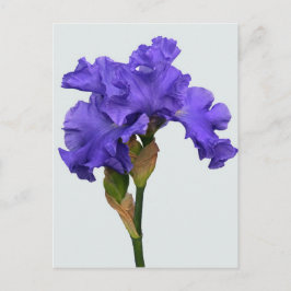 Cartão Postal Foto Floral bonito Roxo Iris