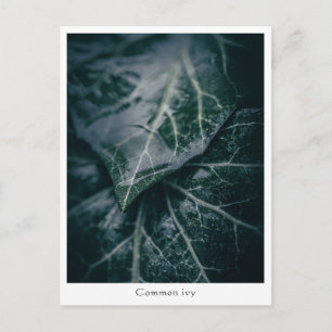 Cartão Postal Foto Floral da Natureza