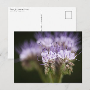 Cartão Postal Foto Floral da Natureza