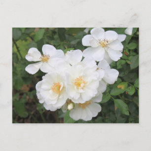Cartão Postal Foto Floral de bonito Rosas Brancas