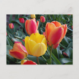 Cartão Postal Foto Floral de Tulipas Amarelas e Vermelhas