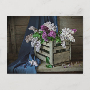 Cartão Postal Foto Floral Rustic Purple and White Lilacs
