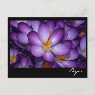 Cartão Postal Foto Floral, Vida Estática.