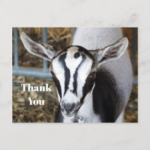 Cartão Postal Foto Fofa de Cabrito Obrigado