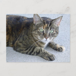 Cartão Postal Foto Gato de Tabby