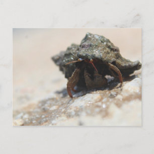 Cartão Postal Foto Hermit Crab Impressa