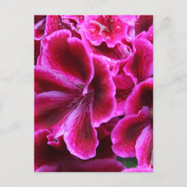 Cartão Postal Foto linda de Gerânio vermelho e rosa|
