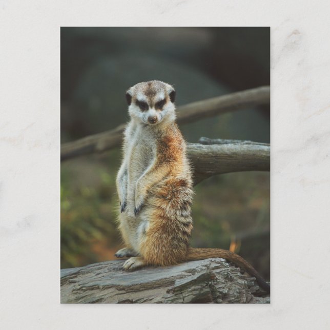 Cartão Postal Foto Meerkat (Frente)