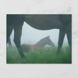 Cartão Postal Foto moldada pela mãe