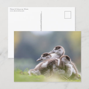 Cartão Postal Foto natural dos Pintinhos gansos