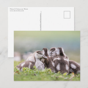 Cartão Postal Foto natural dos Pintinhos gansos