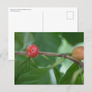 Cartão Postal Foto Natureza De Cerejas De Café