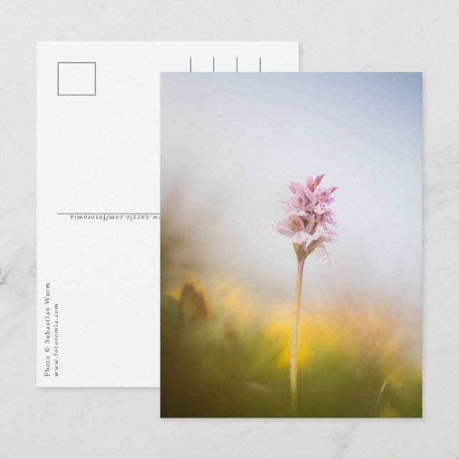 Cartão Postal Foto Orquídea (Frente/Verso)