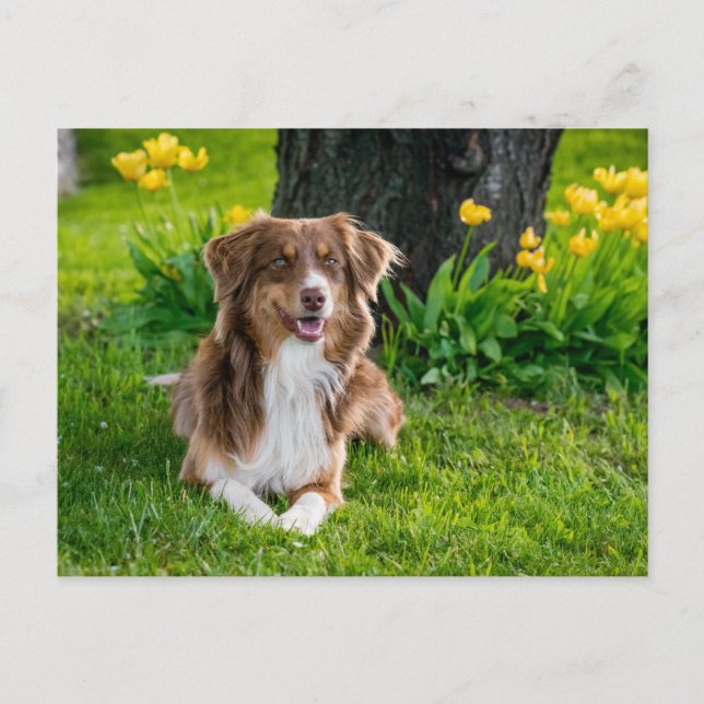 Cartão Postal Foto personalizada (Frente)