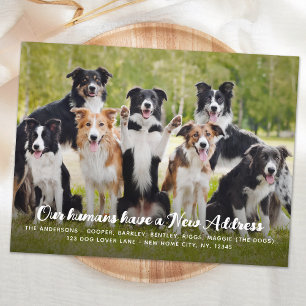 Cartão Postal Foto Personalizada De Cão De Pet Personalizada, Mo