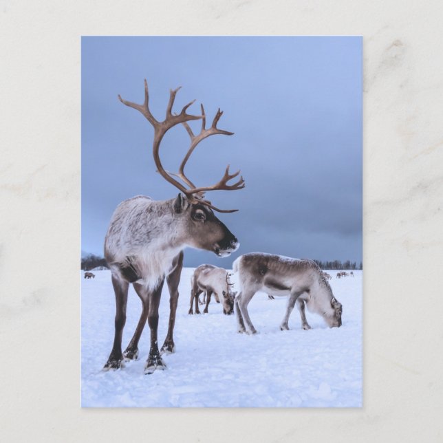 Cartão Postal Foto personalizada de Reindeer Grazing (Frente)
