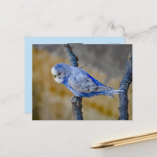 Cartão Postal Foto Personalizada do Lindo Budgie Azul