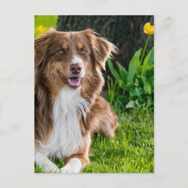 Cartão Postal Foto personalizada personalizada (Frente)
