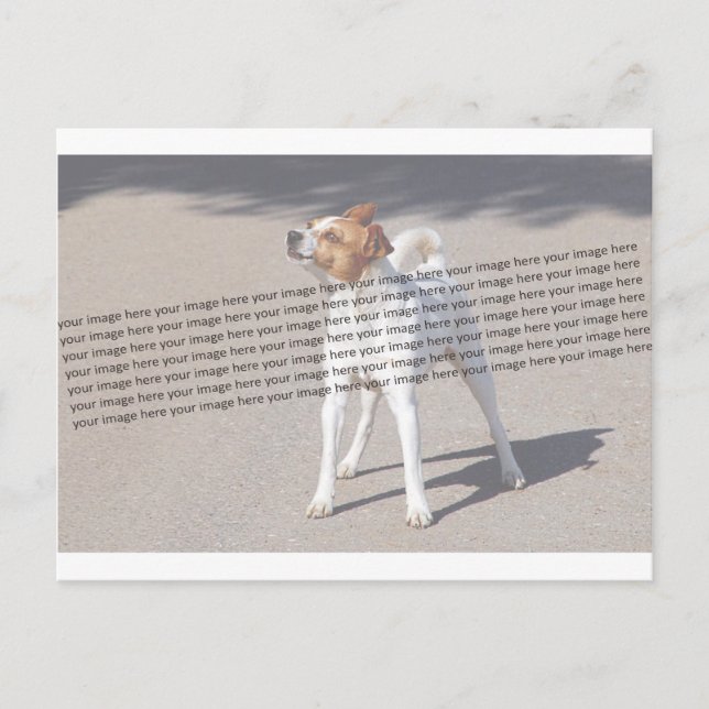 Cartão Postal Foto Pet da Família (Frente)