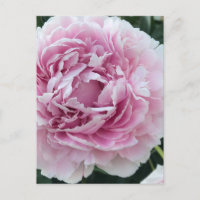 Foto Pink Perky Peony