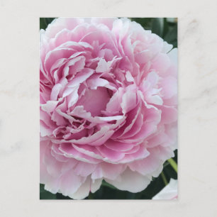 Cartão Postal Foto Pink Perky Peony