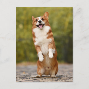 Cartão Postal Foto Puppy Feliz de Corgi