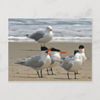 Foto Real Terns