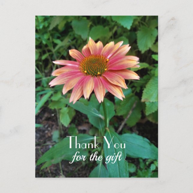 Cartão Postal Foto rosa da Flor Zinnia Obrigado com Saudação (Frente)